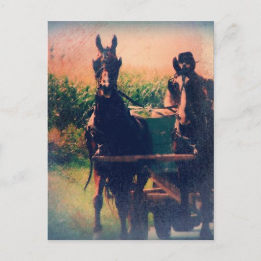 Amish Horse Team Briefkaart (Voorkant)