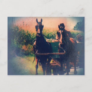 Amish Horse Team Briefkaart