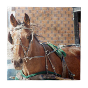 Amish Horse Tegeltje