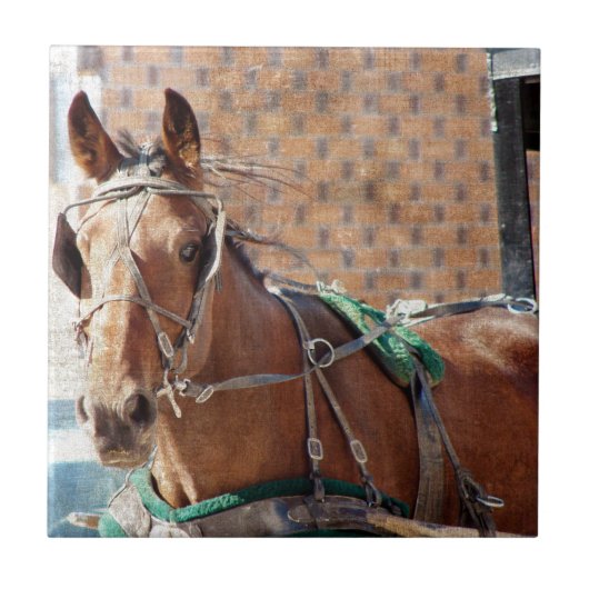 Amish Horse Tegeltje (Voorkant)