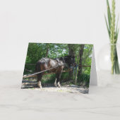 Amish Horse Waiting Patiënt Kaart (Voorkant)