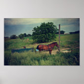 Amish Horse Waiting Poster (Voorkant)