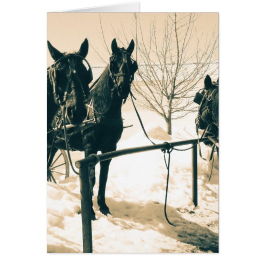 Amish Horses (Voorkant)