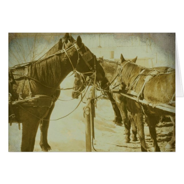 Amish Horses (Voorkant Horizontaal)