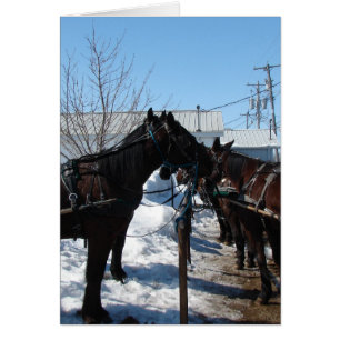 Amish Horses