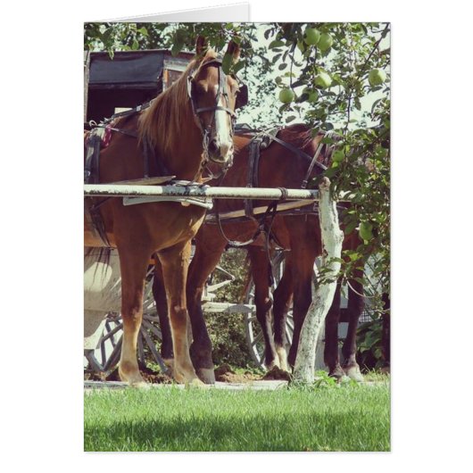 Amish Horses bij de Hitching Post Around Apples (Voorkant)