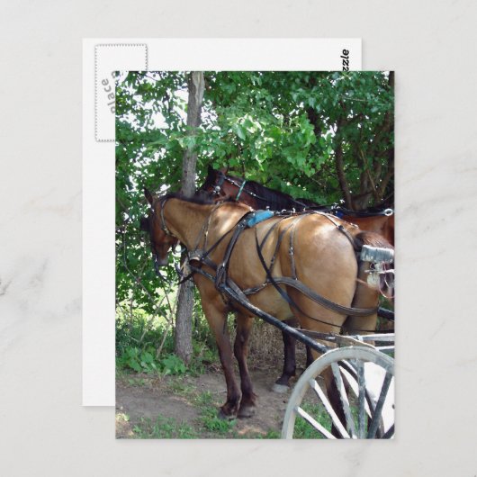 Amish Horses Briefkaart (Voorkant / Achterkant)