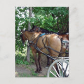 Amish Horses Briefkaart (Voorkant)