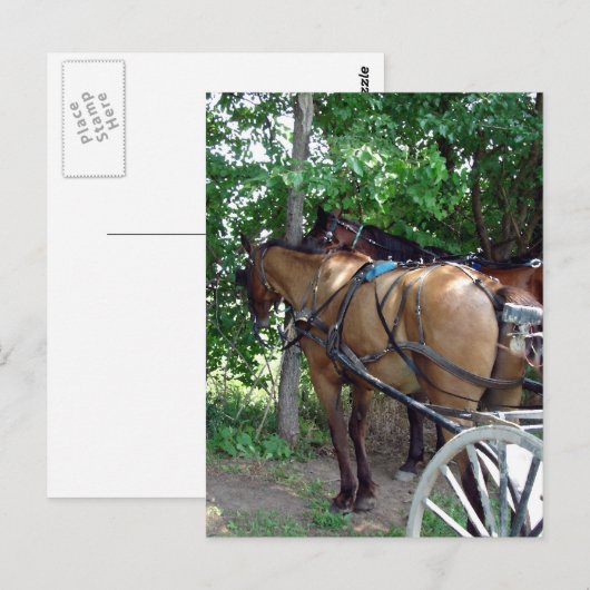 Amish Horses Briefkaart (Voorkant / Achterkant)