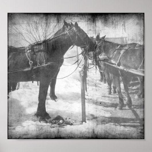 Amish Horses in Black and White Grunge Poster (Voorkant)