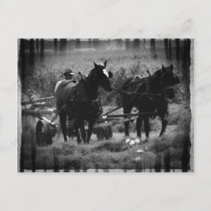 Amish Horses in Hay Field Working Briefkaart