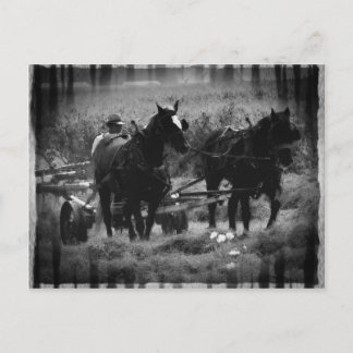 Amish Horses in Hay Field Working Briefkaart