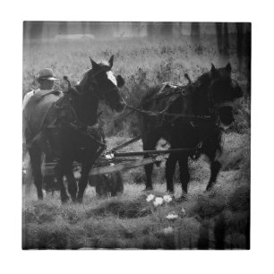 Amish Horses in Hay Field Working Tegeltje