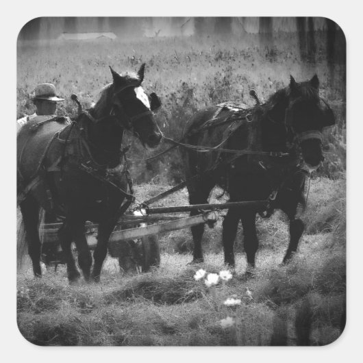 Amish Horses in Hay Field Working Vierkante Sticker (Voorkant)