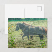Amish Horses Mowing Hay Briefkaart (Voorkant / Achterkant)