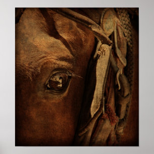 Amish Horse's oog Poster