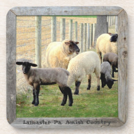 Amish Lambs en Sheep! 6 Bier Onderzetter