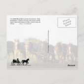 Amish Life in Lancaster, Pennsylvania Briefkaart (Achterkant)