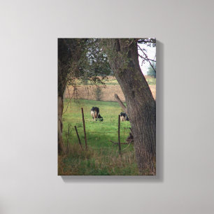 Amish melkvee canvas afdruk