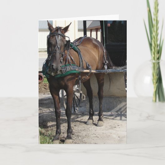 Amish Paard aan de Paal Kaart (Voorkant)