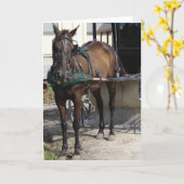 Amish Paard aan de Paal Kaart (Gele Bloem)