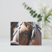 Amish Paard Briefkaart (Staand voorkant)