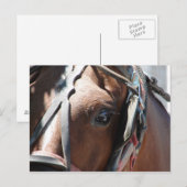 Amish Paard Briefkaart (Voorkant / Achterkant)