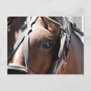 Amish Paard Briefkaart