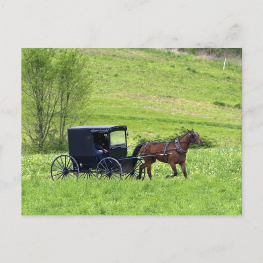 Amish paard en buggy bij Berlijn, Ohio. Briefkaart (Voorkant)