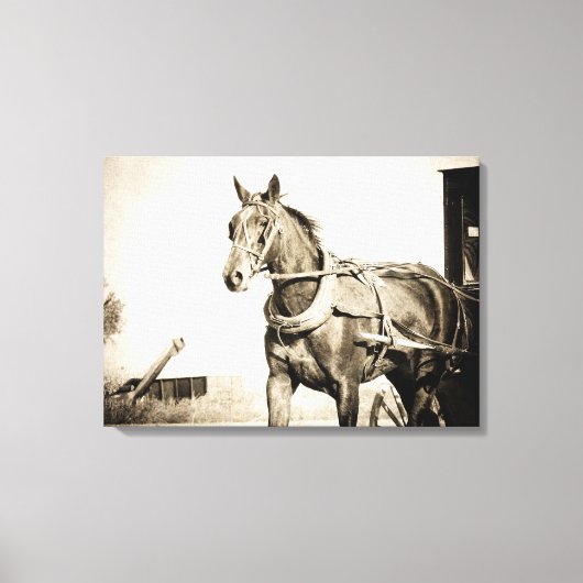 Amish paard en buggy in sepia canvas afdruk (Voorkant)
