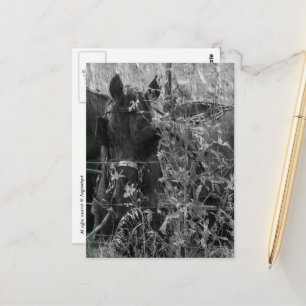 Amish Paard en Buggy Zwart en Wit Zomer Briefkaart