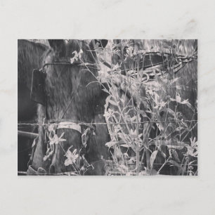 Amish paard in zwart-wit grunge briefkaart
