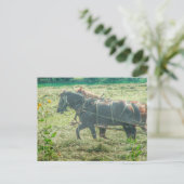 Amish Paarden die Hooien Maaien Briefkaart (Staand voorkant)