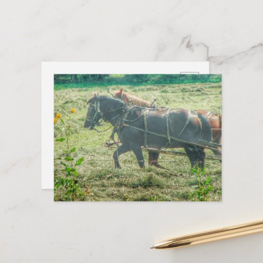 Amish Paarden die Hooien Maaien Briefkaart (Voorkant / Achterkant in situ)