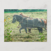 Amish Paarden die Hooien Maaien Briefkaart (Voorkant)