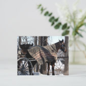 Amish Paarden die in de winter wachten Briefkaart (Staand voorkant)