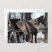 Amish Paarden die in de winter wachten Briefkaart (Voorkant / Achterkant)