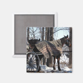 Amish Paarden die in de winter wachten Magneet (Voorkant / Achterkant)