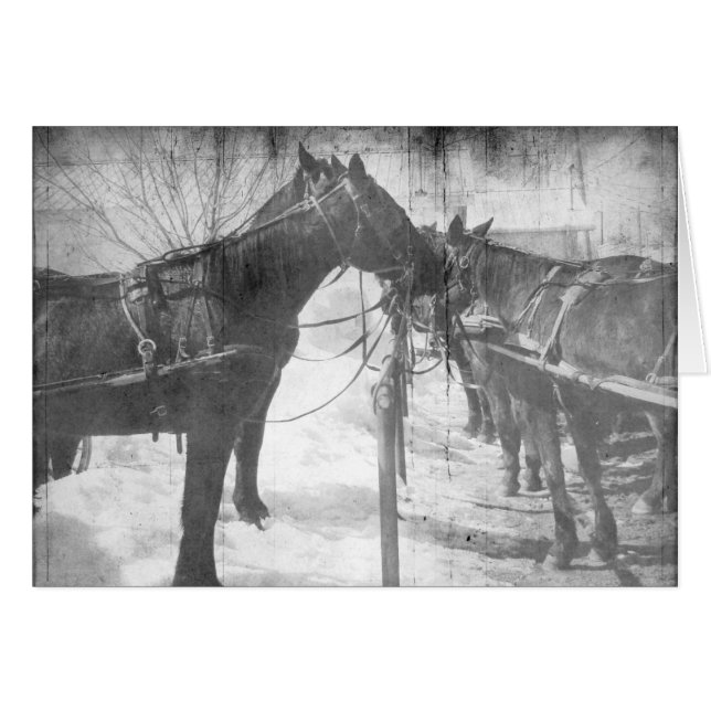 Amish-paarden in zwart-wit (Voorkant Horizontaal)