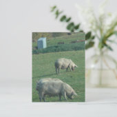 Amish Pasture Pigs Briefkaart (Staand voorkant)