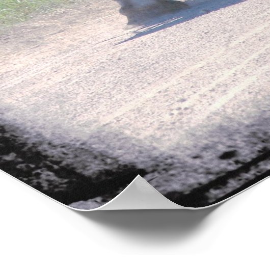 Amish Pintos Poster (Hoek)