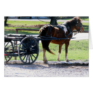 Amish Pony Cart All Occasions Wenskaart