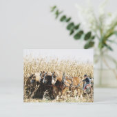 Amish Team Harvesting Corn Briefkaart (Staand voorkant)