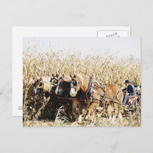 Amish Team Harvesting Corn Briefkaart (Voorkant / Achterkant)