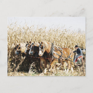 Amish Team Harvesting Corn Briefkaart