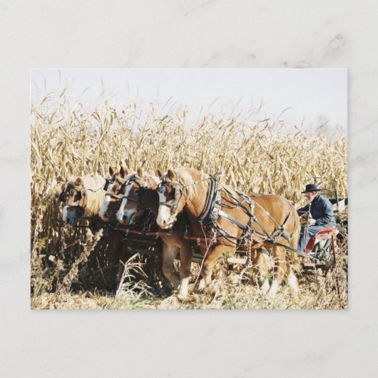 Amish Team Harvesting Corn Briefkaart (Voorkant)