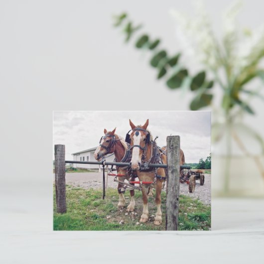 Amish Team in Hitching Post Briefkaart (Staand voorkant)