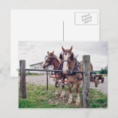 Amish Team in Hitching Post Briefkaart (Voorkant / Achterkant)
