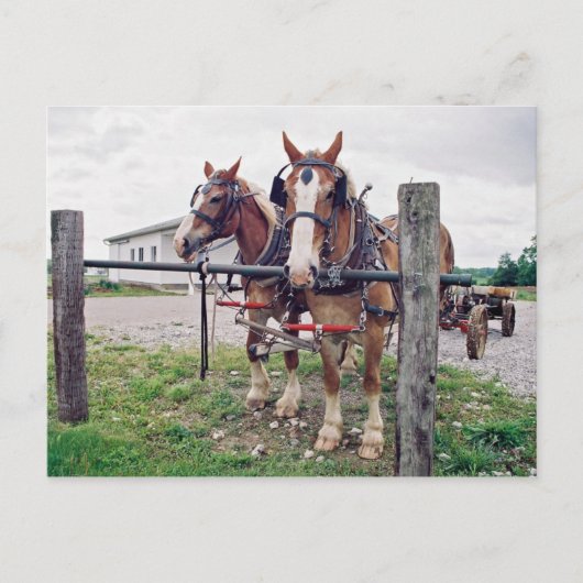 Amish Team in Hitching Post Briefkaart (Voorkant)
