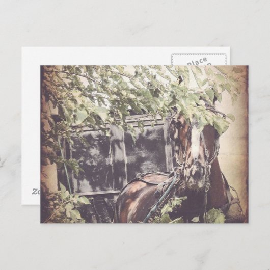 Amish Waiting Horse Briefkaart (Voorkant / Achterkant)